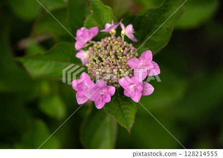 Early summer hydrangeas, Jogasaki Early summer hydrangeas, Jogasaki 128214555