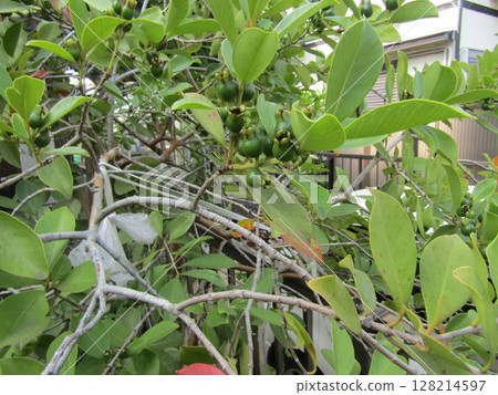 今年的番石榴果實多且深綠色。 128214597