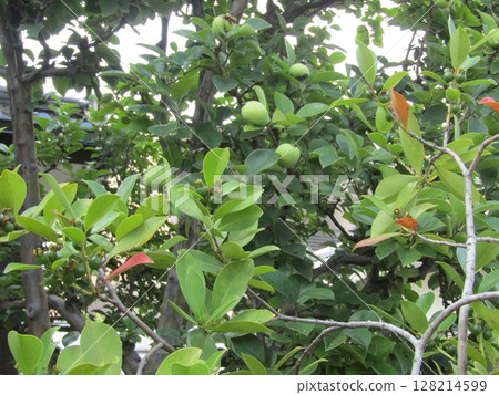 今年深綠色的番石榴和榅桲果實也十分豐富。 128214599