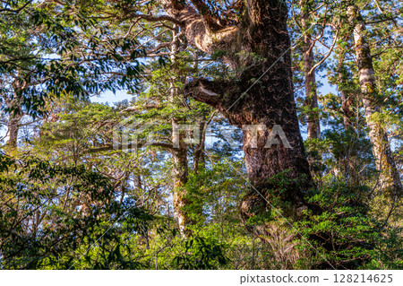清晨的陽光,巨大的針葉林,屋久島國立公園(冬季) 清晨的陽光,巨大的針葉林,屋久島國立公園(冬季) 128214625