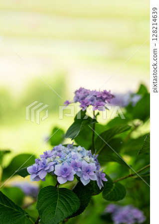 Hydrangea in early summer Hydrangea in early summer 128214639