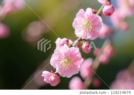 可愛的粉紅色梅花 128214674