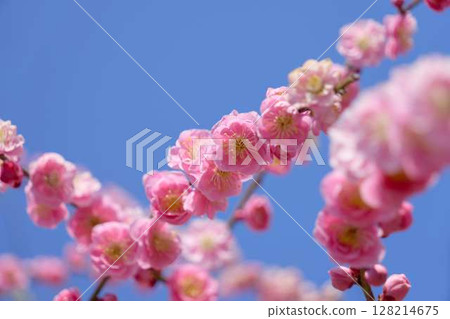 Clear blue sky and pink plum blossoms 128214675