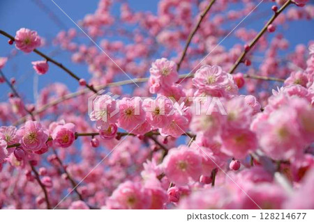 Blooming pink plum blossoms 128214677