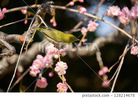 White-eye on a branch of red plum White-eye on a branch of red plum 128214678