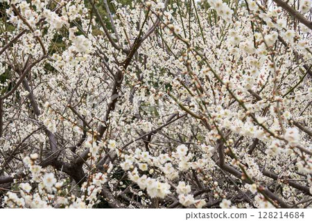 Blooming white plum blossoms Blooming white plum blossoms 128214684