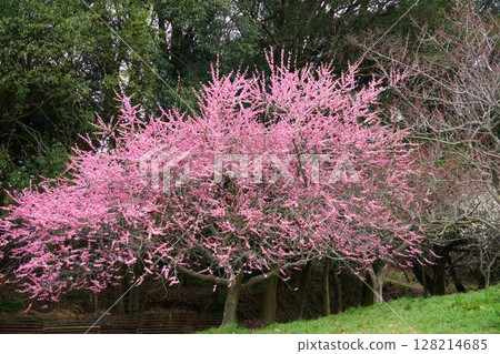 A plum tree with pink flowers 128214685