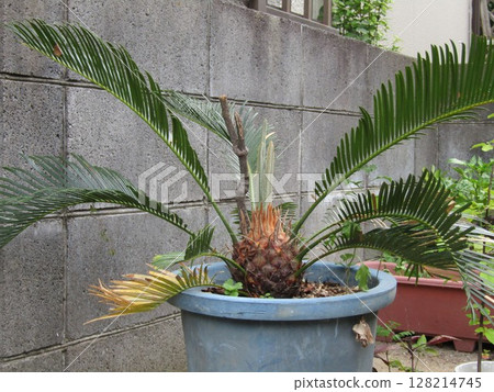 我的蘇鐵是從種子長成的 我的蘇鐵是從種子長成的 128214745