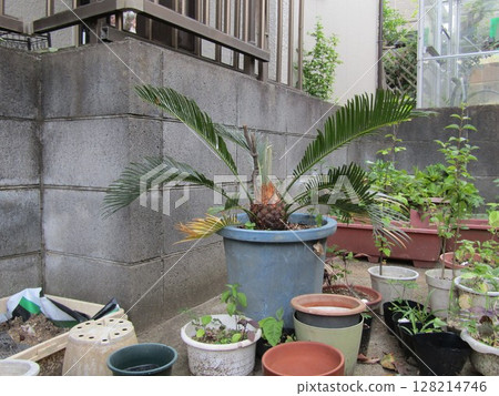 Cycads grown from seeds in our garden 128214746