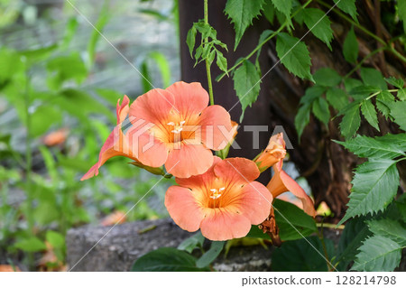 Chinese trumpet vine 128214798