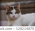 A cat staring at you 128214870
