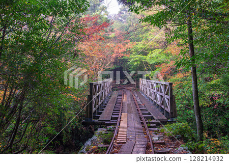 屋久島國立公園電車橋周圍的秋葉(冬季) 屋久島國立公園電車橋周圍的秋葉(冬季) 128214932