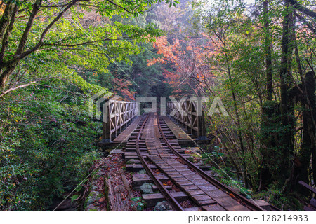 Yakushima National Park: Autumn foliage around the trolley tracks (winter) 128214933