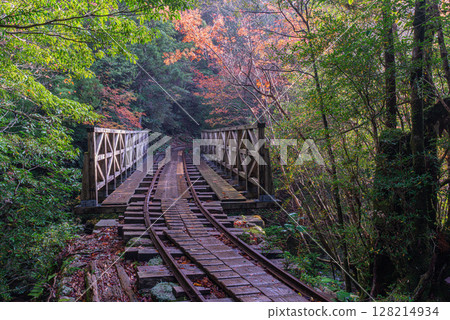Yakushima National Park: Autumn foliage around the trolley tracks (winter) 128214934