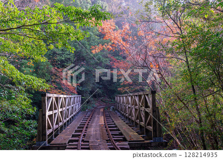 Yakushima National Park: Autumn foliage around the trolley tracks (winter) 128214935