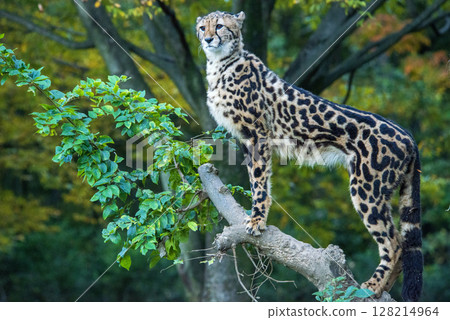 珍稀動物王獵豹石竹 珍稀動物王獵豹石竹 128214964