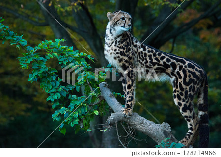 珍稀動物王獵豹石竹 珍稀動物王獵豹石竹 128214966