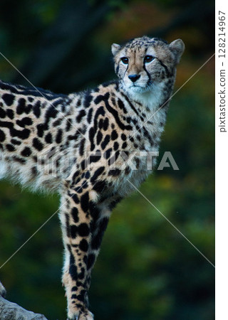 珍稀動物王獵豹石竹 珍稀動物王獵豹石竹 128214967