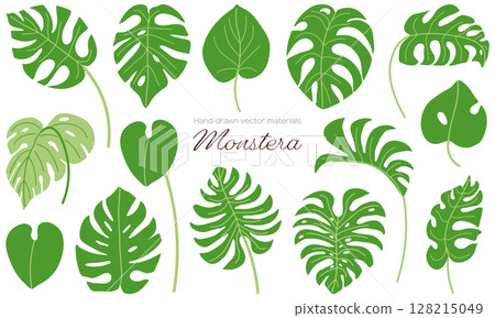 簡單的龜背竹插畫素材集 128215049