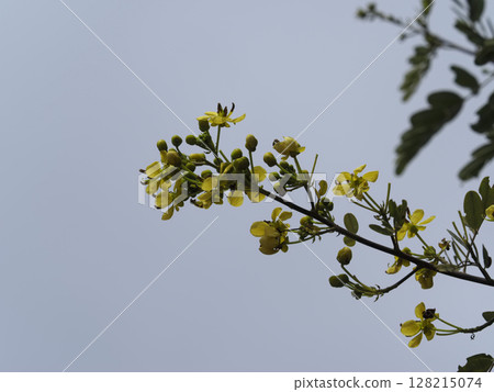 Close up of flowering branch with Senna siamea blossoms against clear sky, capturing delicate details of flowers and buds, evoking sense of springtime freshness and natural beauty 128215074
