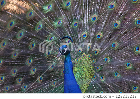 Peacock portrait with his open tail, zoom in 128215212