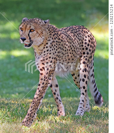 Cheetah walking in the grass on a green background 128215214