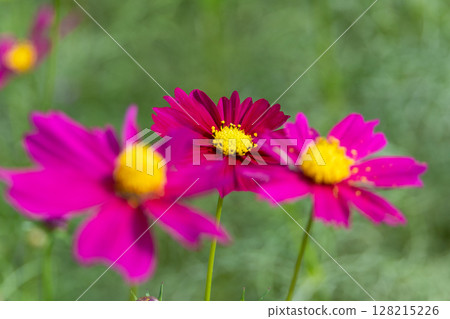 Dark pink cosmos Dark pink cosmos 128215226