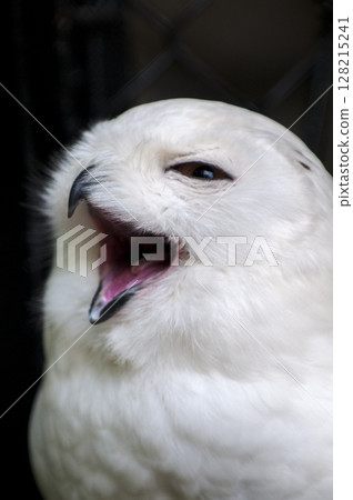 White Owl White Owl 128215241