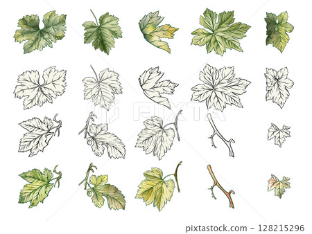 Vector set of grapevine leaves 128215296