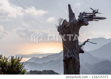 神靈居住的骷髏樹，來自屋久島國立公園太鼓岩（冬季） 128215371