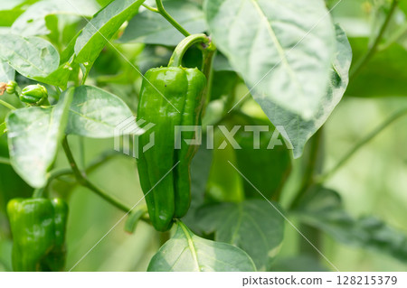 Bell peppers in the field 128215379