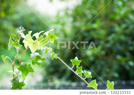 Ivy on green background 128215531