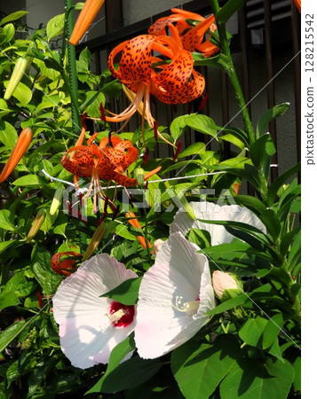 初夏花卉:丹氏虎百合與芙蓉花:冠層百合 初夏花卉:丹氏虎百合與芙蓉花:冠層百合 128215542