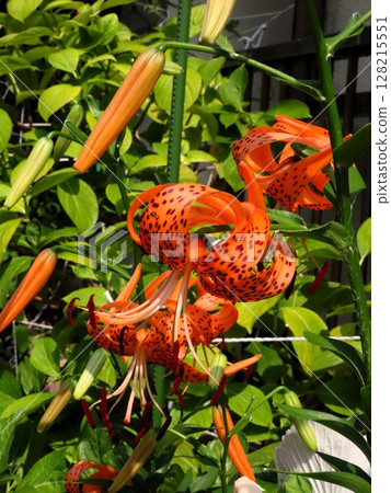 初夏花卉：虎皮百合 盛開的：冠層百合 128215551