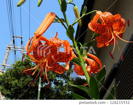 初夏花卉：虎皮百合 盛開的：冠層百合 128215552