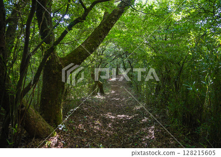 The wooden tunnel leading to Mt. Iwato 128215605