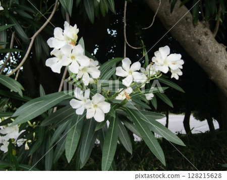 White flowers of flowering tree oleander in Chiba city White flowers of flowering tree oleander in Chiba city 128215628