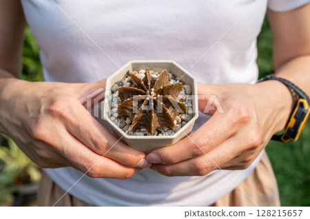 Cropped shot view of woman holding a pot of rotten Gymnocalycium cactus. Cactus rot is one of the main causes of cactus death from fungal and bacterial diseases attack. 128215657