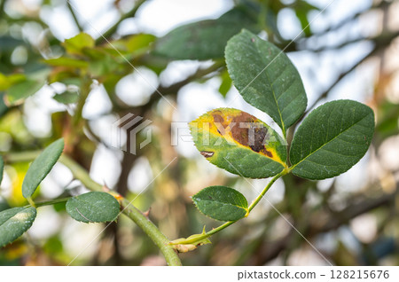 Black spot occurs on yellow rose leaves. Black spot is a fungal disease (Diplocarpon rosae) that affects roses. 128215676