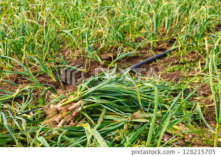 Pile of freshly harvested green young garlic on farm field 128215705