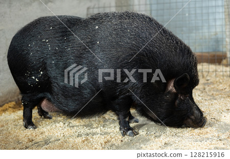Black iberian pig in a stall at livestock farm 128215916