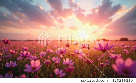 Cosmos field and sunset - AI generated image 128216219