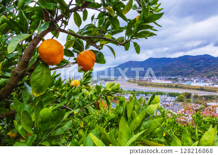 Mandarin orange Mandarin orange 128216868