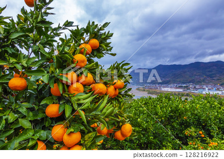 Mandarin orange Mandarin orange 128216922