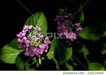 Hydrangea in early summer Hydrangea in early summer 128216989