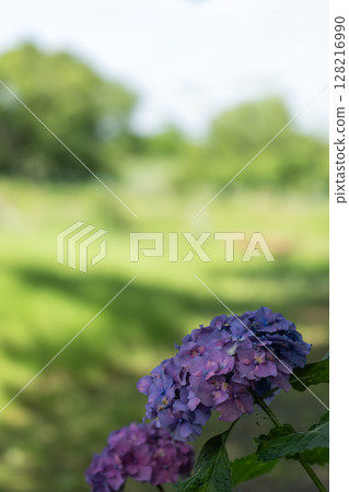 Hydrangea in early summer Hydrangea in early summer 128216990