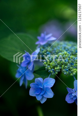 初夏的繡球花 128217007