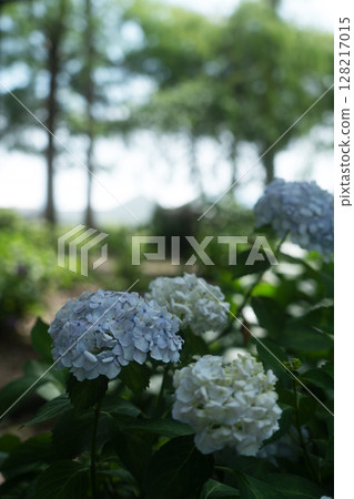初夏的繡球花 初夏的繡球花 128217015