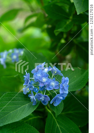 初夏的繡球花 初夏的繡球花 128217016