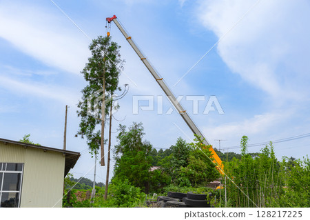 Special felling: Felled trees being carried by a crane Special felling: Felled trees being carried by a crane 128217225